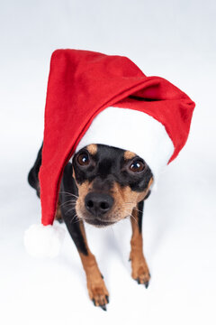 Portrait Hund mit Weihnachtsmütze mütze und schleife im studio vor weißem Hintergrund