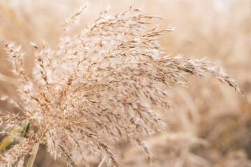 Dry pampas grass close-up, natural textures and background.