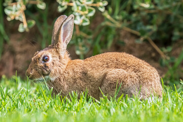 Brown rabbit sitting in grass