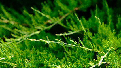 Beautiful fresh green leaves of Juniper Cossack - Juniperus sabina, is coniferous shrub. Botanical pattern for graphic design and wallpaper. Bright green background for backdrop, screensaver.