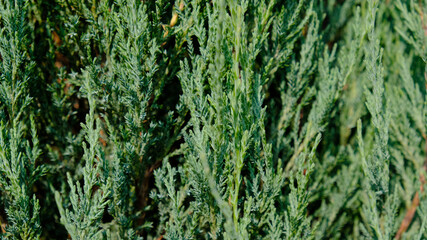 Juniper hedge texture as coniferous natural textured background. Green leaves of Rocky Juniper - Juniperus scopulorum, is coniferous tree. Botanical pattern for graphic design and wallpaper. 