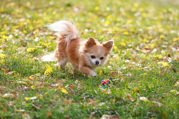 Long haired Chihuahua dog outdoor portrait