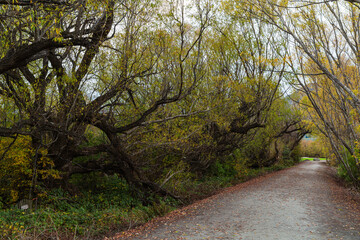 Fototapeta premium ニュージーランド オタゴ地方のグレノーキーのラグーン・トラック沿いの紅葉の並木道