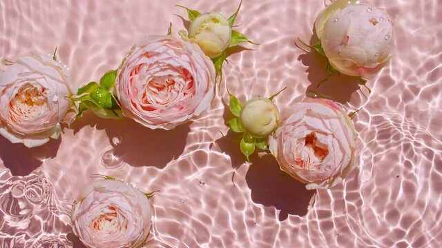 Pink rose flowers on water surface and falling water drops, waves on pink background. Water splash pink colored. Pure water with reflections sunlight and shadows. Valentines day texture. 4k 