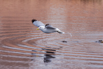 Black-legged Kittiwake (Rissa tridactyla) at St. George Island, Pribilof Islands, Alaska, USA