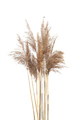 Obraz premium Dry reeds isolated on white background. Autumn dry bulrush growing in marshy area.