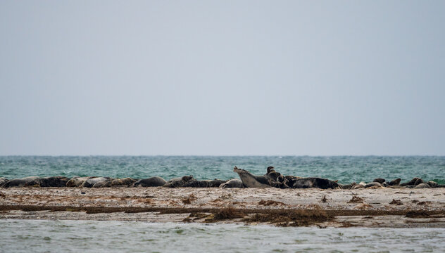 Harbour seals (Phoca vitulina) resting on the beach. Photo is taken at Falsterbo reef in Sweden. Selective focus. Blurred foreground and background.