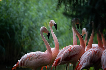 amazing pale pink flamingos shyly hiding behind the greenery
