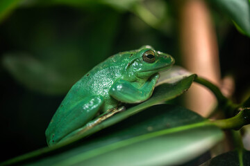 frog resting on a leaf waiting for an opportunity to eat