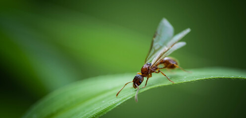 working winged ant on a blade of grass in search of food