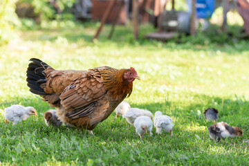 Poultry in a rural yard. Hen and chickens in a grass in the village against sun photos. Gallus gallus domesticus. Poultry organic farm. Organic farming. Sustainable economy. Natural farming.