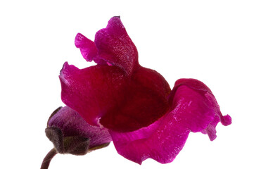 Snapdragon flower isolated