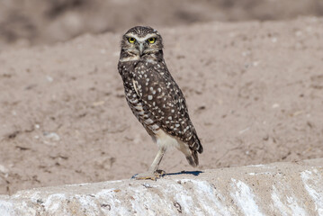 Burrowing Owl (Athene cunicularia) in Salton Sea area, Imperial Valley, California, USA