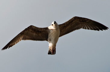 Wild cormorant in flight in search of food.