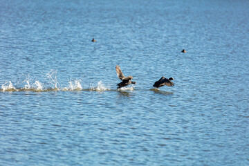千波湖のオオバン