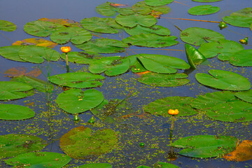 Green leaves of water lilies and yellow flowers on the surface of the pond