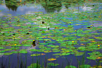 Yellow lily pads on the surface of the pond