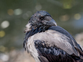 Hooded Crow (Corvus cornix) in park, Central Russia