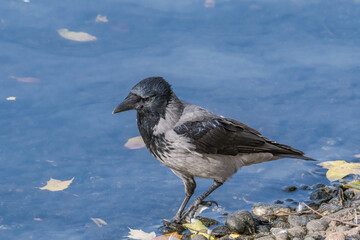 Hooded Crow (Corvus cornix) in park, Central Russia