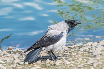 Hooded Crow (Corvus cornix) in park, Central Russia