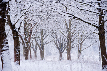 Image of Snow covered trees in woodland, Leicestershire, England, UK. printed on Printed Glass Splashbacks