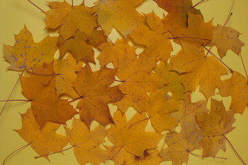 Yelloy maple leaves on the yellow background. autumn concept.