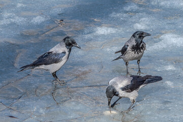 Hooded Crows (Corvus cornix) in park, Central Russia