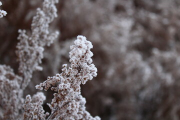 frost covered branches