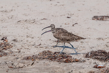 Long-billed Curlew (Numenius americanus) in Coal Oil Point Reserve, California, USA