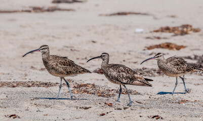 Long-billed Curlew (Numenius americanus) in Coal Oil Point Reserve, California, USA