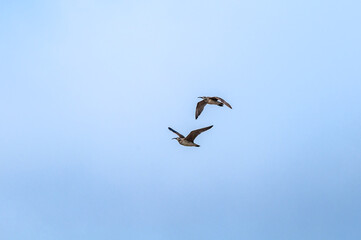 Long-billed Curlew (Numenius americanus) in Coal Oil Point Reserve, California, USA