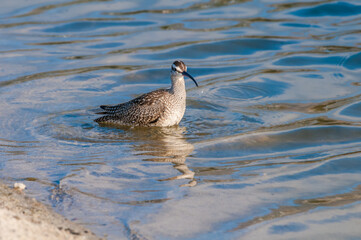 Long-billed Curlew (Numenius americanus) in Coal Oil Point Reserve, California, USA