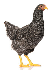 one black chicken isolated on white background, studio shoot