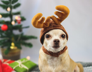 brown  short hair Chihuahua dog wearing reindeer horn  hat sitting and looking at camera with  green gift boxes and Christmas tree.Christmas and New year concept.