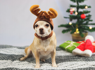 brown  short hair Chihuahua dog wearing reindeer horn  hat sitting and looking at camera with  green gift boxes and Christmas tree.Christmas and New year concept.