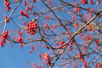 Beautiful bunches of ripe red rowan berries in late autumn, blurred background of tree branches and bright blue sky. Harmonious combination of natural colors.