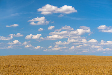 A golden wheat field stretches under a vivid blue sky dotted with white cumulus clouds near Laage in northern Germany. The expansive horizon and late-summer light emphasize the region's agricultural l