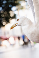 Obraz premium White seagul bird with big winspread close-up.