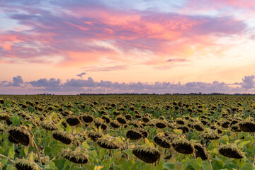 Vibrant sunset sky over rural fields near Triaize in the Pays de la Loire region of western France, with green hedgerows and mowed grass leading to a distant horizon under pink and purple clouds.