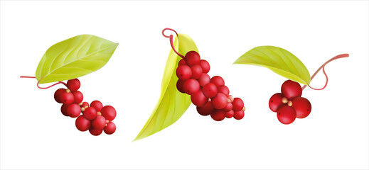 schizandra berry, magnolia-vine, five-flavor-fruit, magnolia berry, berries isolated on white with fresh juicy leaves. Cranberries realistic 3d vector illustration set Healthy plant extract energetic 