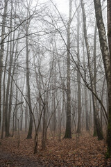 trees in the fog, autumn park, mystical forest 