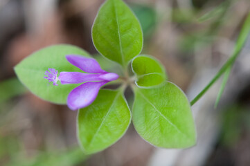 Fringed Polygala from above