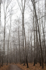 forest in the fog