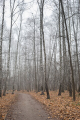 Fototapeta na wymiar path in the woods, foggy forest