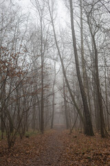 Fototapeta na wymiar path in the woods, misty forest