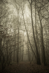 misty morning in the forest