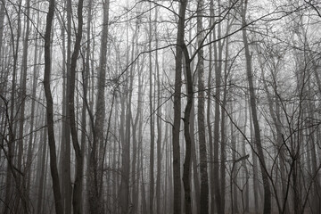 Fototapeta na wymiar natural texture of trees, autumn park in the fog 