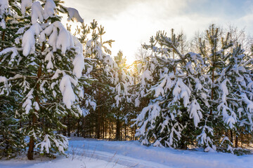Picturesque winter landscape with snow covered pine trees on sunny frosty day. Winter coniferous forest after snowfall in sunlight at sunset. Wonderful northern nature, beautiful natural background
