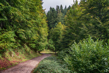 Fototapeta na wymiar Amazing Autumn forest scenery. Irati forest in Navarra. Spain