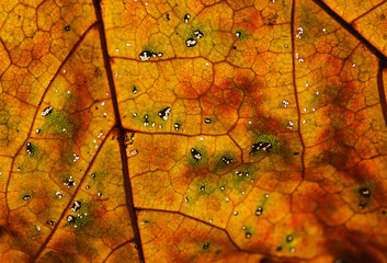 Brown Maple autumn leaf texture. Autumn. Selective focus. Shallow depth of field